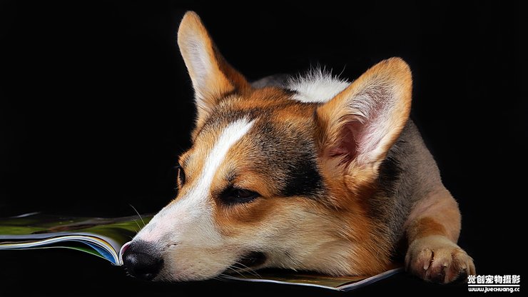 宠物 狗 汪星人 柯基犬