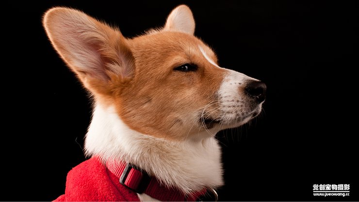 宠物 狗 汪星人 柯基犬