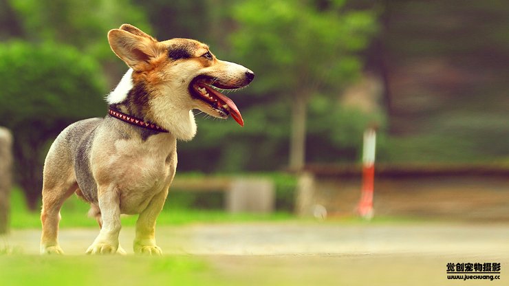 宠物 狗 汪星人 柯基犬