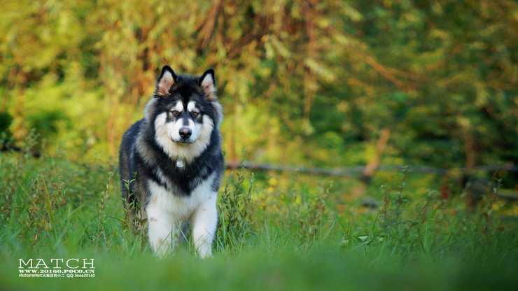 宠物 狗 汪星人 哈士奇犬