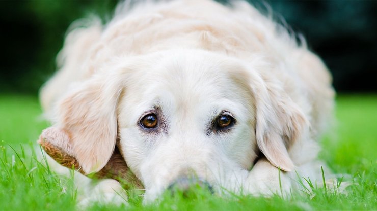 宠物 狗 汪星人 金毛犬