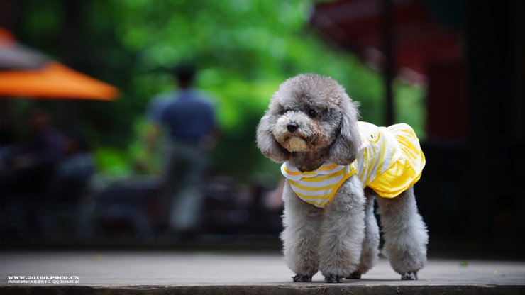 宠物 狗 汪星人 贵宾犬