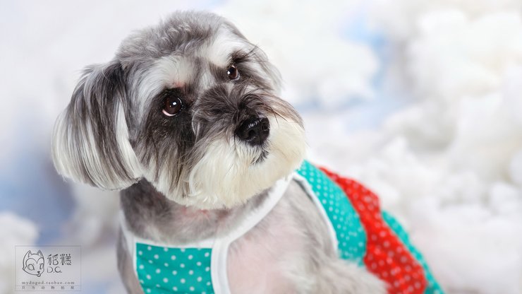 宠物 狗 汪星人 雪纳瑞犬