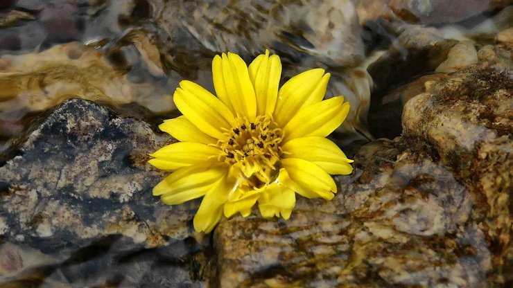 小清新 静物写真 静物 花卉