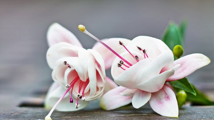 小清新 静物写真 花