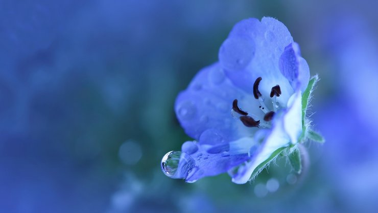 小清新 娇艳欲滴 花