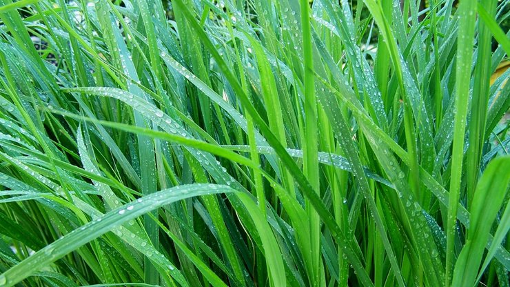 高清 植物