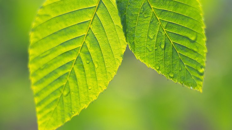 小清新 护眼壁纸 绿色 叶 植物