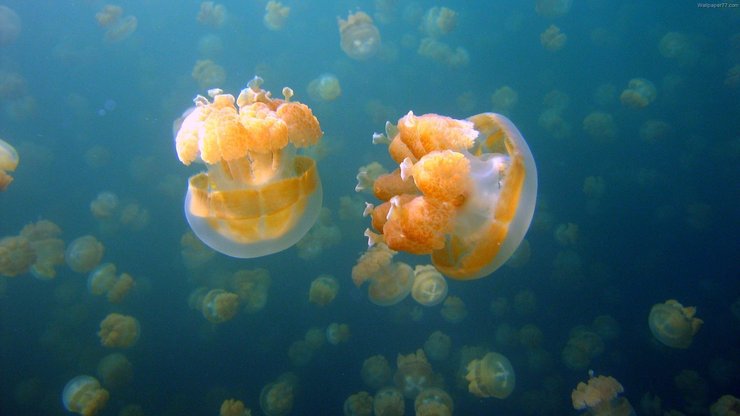 萌宠 海洋生物 水母 可爱