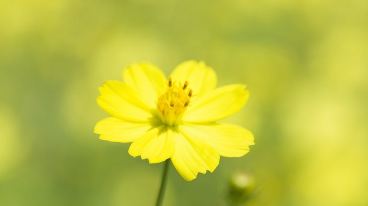 小清新 清新淡雅 花卉