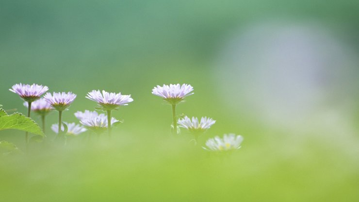 小清新 清新淡雅 淡雅 花卉