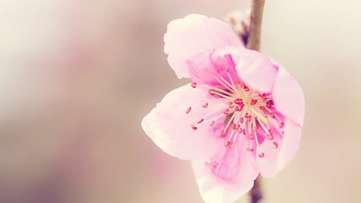 清新 花卉 浪漫