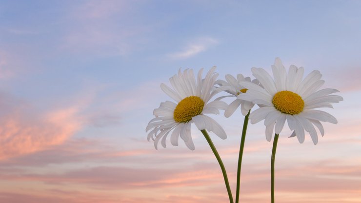 小清新 静物写真 静物 花卉