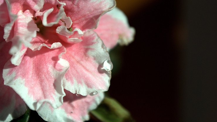 小清新 静物写真 静物 花卉