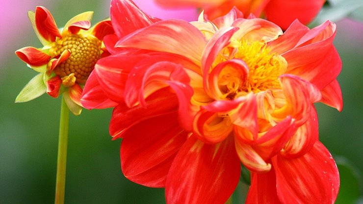 小清新 静物写真 菊花 植物