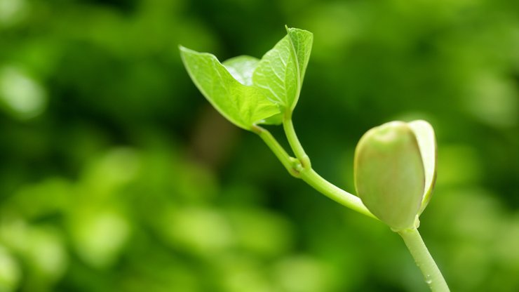 小清新 护眼壁纸 绿色 芽