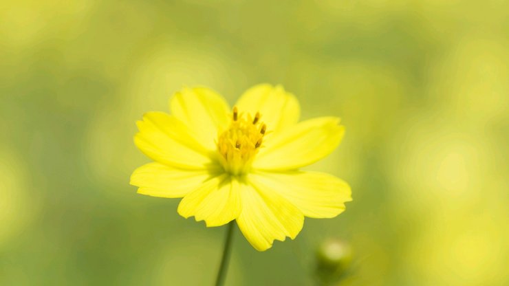 清新淡雅 花卉