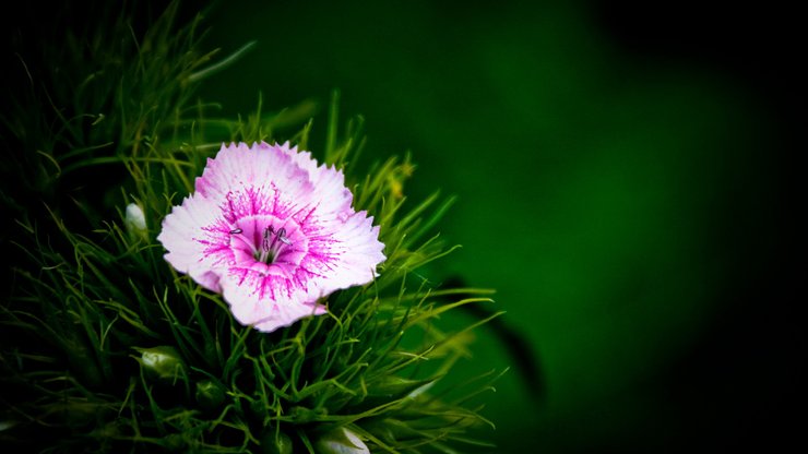 小清新 植物 花卉 护眼壁纸