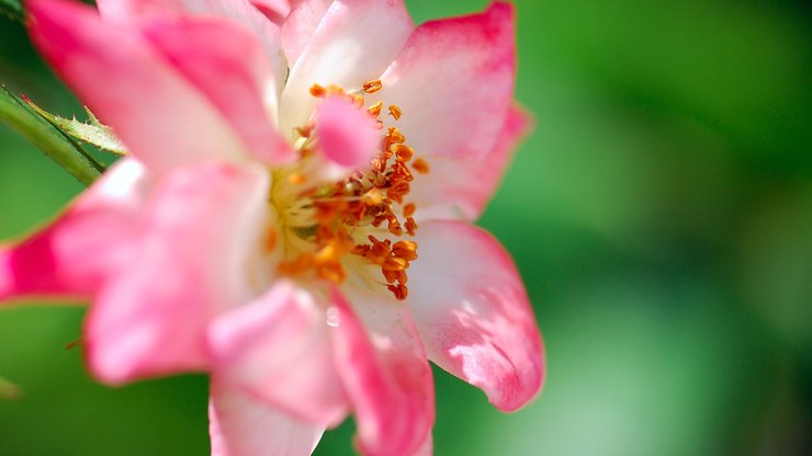 小清新 娇艳欲滴 花卉