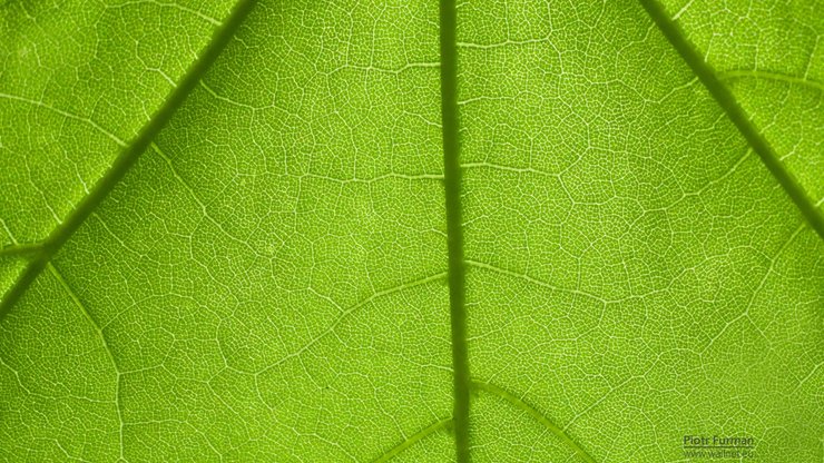 小清新 植物 清爽 儿童桌面专用 护眼壁纸