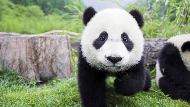 国宝 大熊猫 超萌 可爱