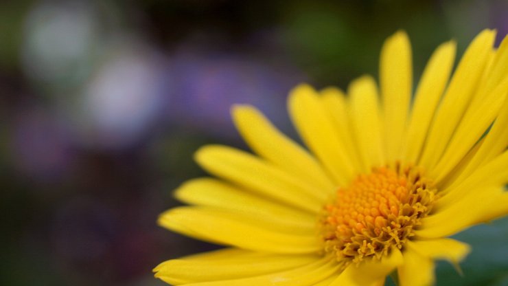 小清新 静物写真 静物 植物