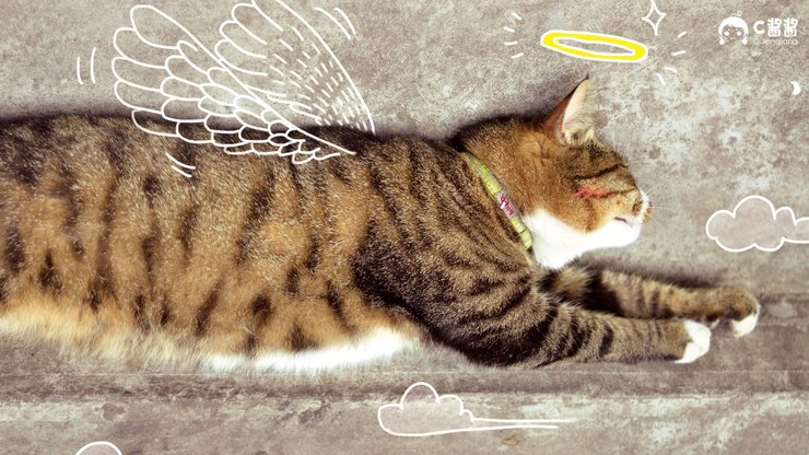 安卓手机萌宠 猫 喵星人 C酱酱高清壁纸