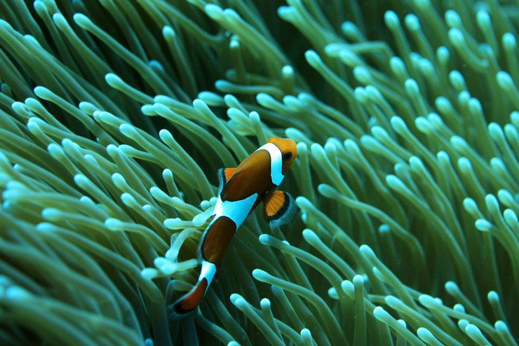 安卓手机动物 海底世界 海洋生物高清壁纸