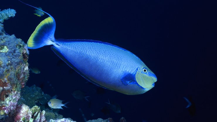 安卓手机动物 海底世界 海洋生物高清壁纸