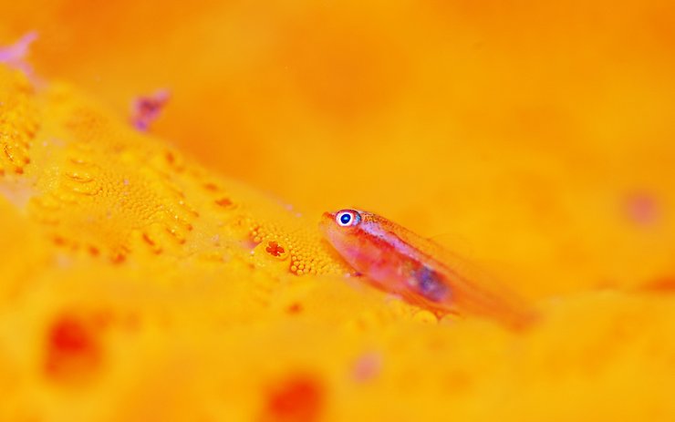安卓手机动物 海底世界 海洋生物高清壁纸