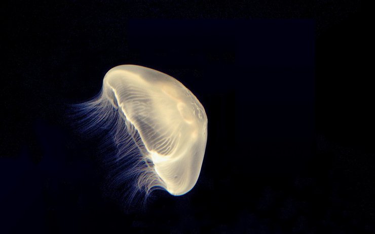 安卓手机动物 海底世界 海洋生物高清壁纸