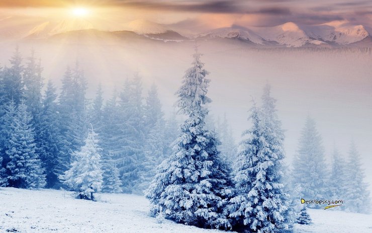 安卓手机风景 雪景 树林高清壁纸