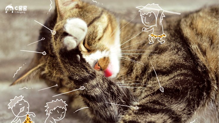 安卓手机萌宠 喵星人 猫咪 C酱酱高清壁纸