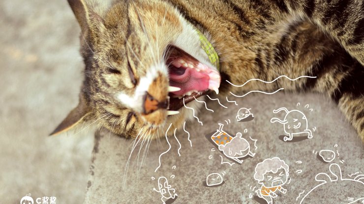 安卓手机萌宠 喵星人 猫咪 C酱酱高清壁纸
