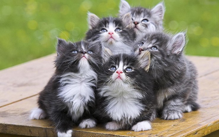 壁纸 动物 狗 狗狗 猫 猫咪 小猫 桌面 740_463