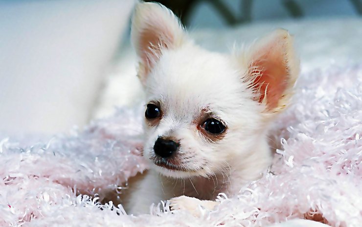 安卓手机宠物 狗 汪星人 吉娃娃犬高清壁纸