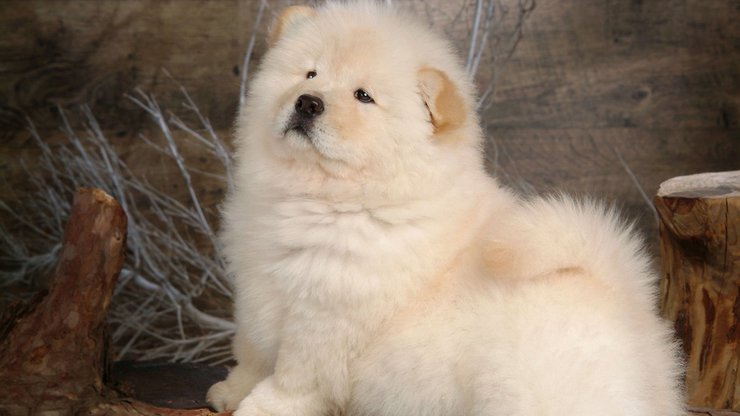 安卓手机宠物 狗 汪星人 松狮犬高清壁纸