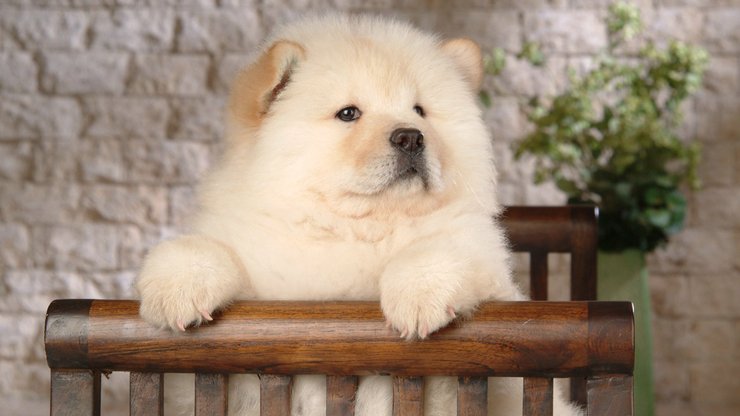 安卓手机宠物 狗 汪星人 松狮犬高清壁纸