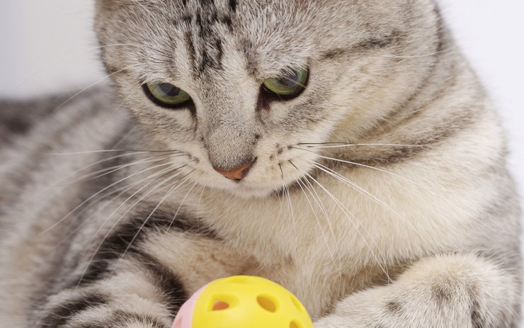 安卓手机宠物 猫 喵星人 美国短毛猫高清壁纸