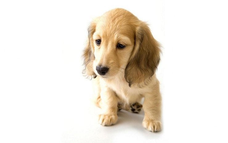 安卓手机宠物 狗 汪星人 金毛犬高清壁纸