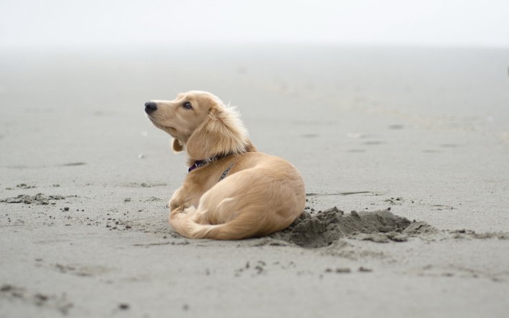 安卓手机宠物 狗 汪星人 金毛犬高清壁纸