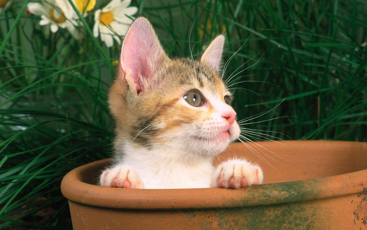 壁纸 动物 猫 猫咪 小猫 桌面 740_463