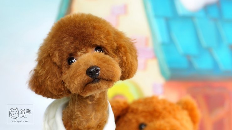 安卓手机宠物 狗 汪星人 泰迪犬高清壁纸