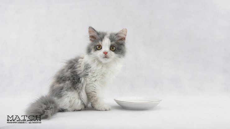 安卓手机宠物 猫 喵星人高清壁纸