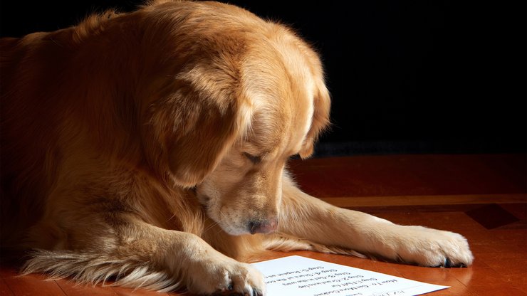 安卓手机宠物 狗 汪星人 金毛犬高清壁纸