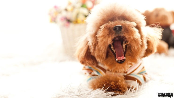 安卓手机宠物 狗 汪星人 泰迪犬高清壁纸