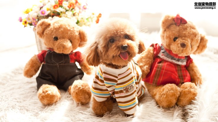 安卓手机宠物 狗 汪星人 泰迪犬高清壁纸