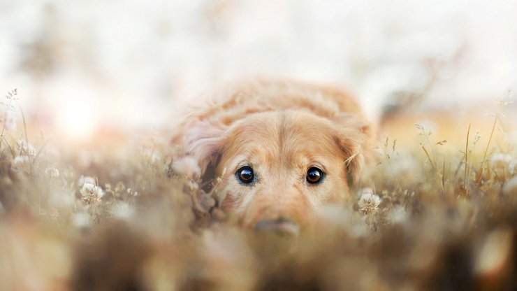 安卓手机宠物 狗 汪星人 金毛犬高清壁纸