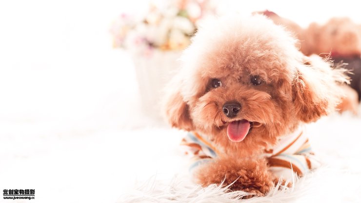 安卓手机宠物 狗 汪星人 泰迪犬高清壁纸