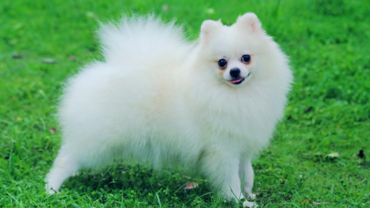 安卓手机宠物 狗 汪星人 博美犬高清壁纸
